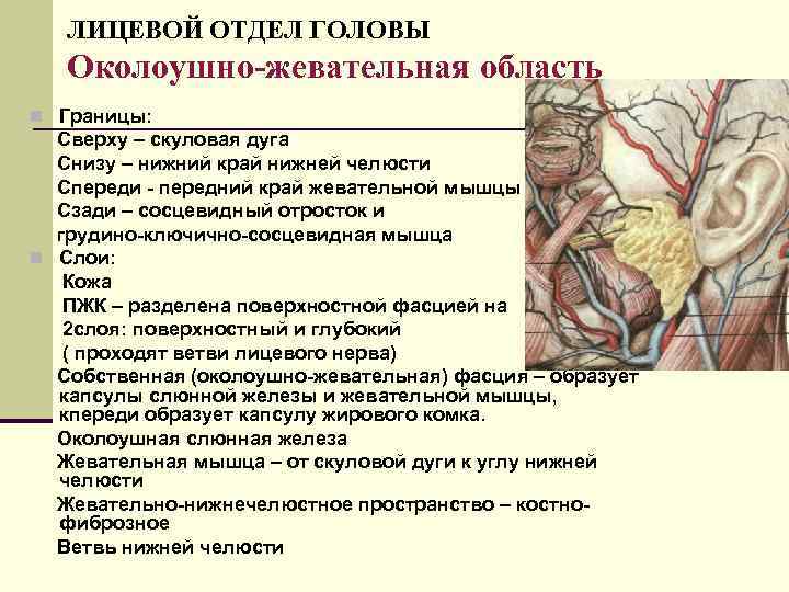 ЛИЦЕВОЙ ОТДЕЛ ГОЛОВЫ Околоушно-жевательная область n Границы: Сверху – скуловая дуга Снизу – нижний
