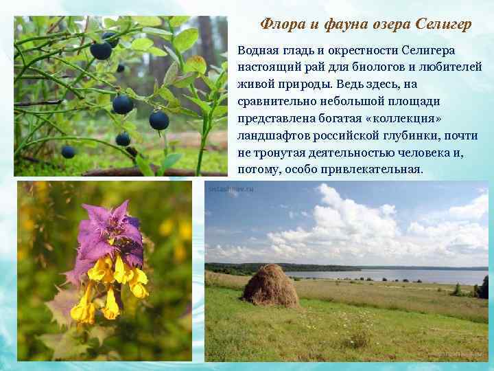 Флора и фауна озера Селигер Водная гладь и окрестности Селигера настоящий рай для биологов