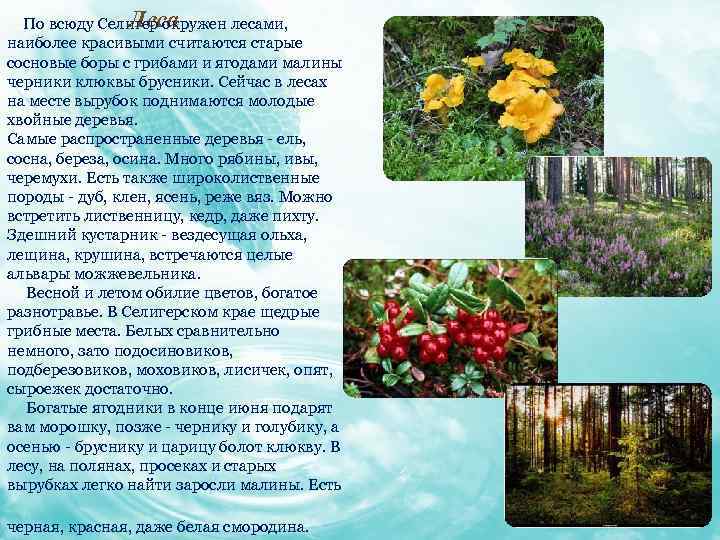 Леса По всюду Селигер окружен лесами, наиболее красивыми считаются старые сосновые боры с грибами