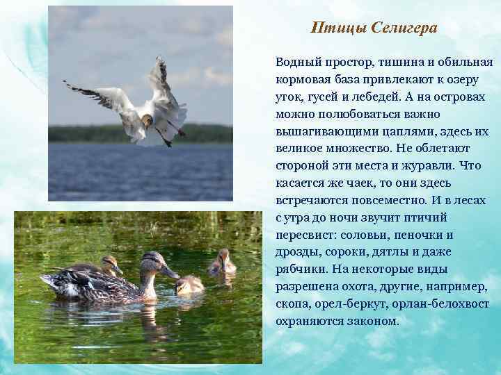 Птицы Селигера Водный простор, тишина и обильная кормовая база привлекают к озеру уток, гусей