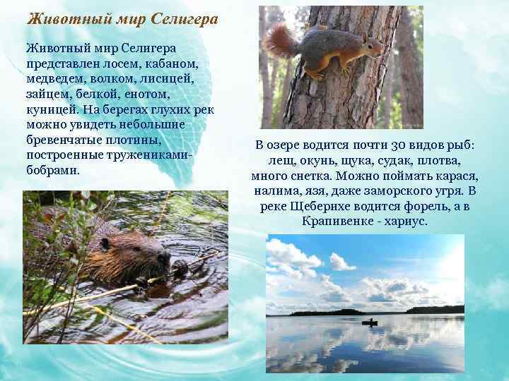 Животный мир Селигера представлен лосем, кабаном, медведем, волком, лисицей, зайцем, белкой, енотом, куницей. На