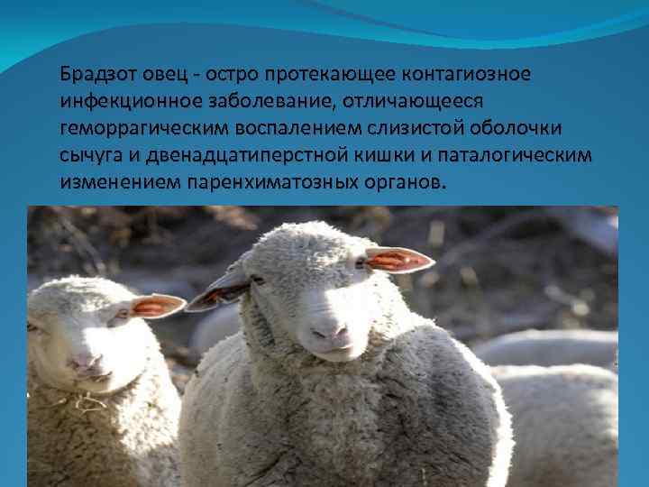 Брадзот овец - остро протекающее контагиозное инфекционное заболевание, отличающееся геморрагическим воспалением слизистой оболочки сычуга