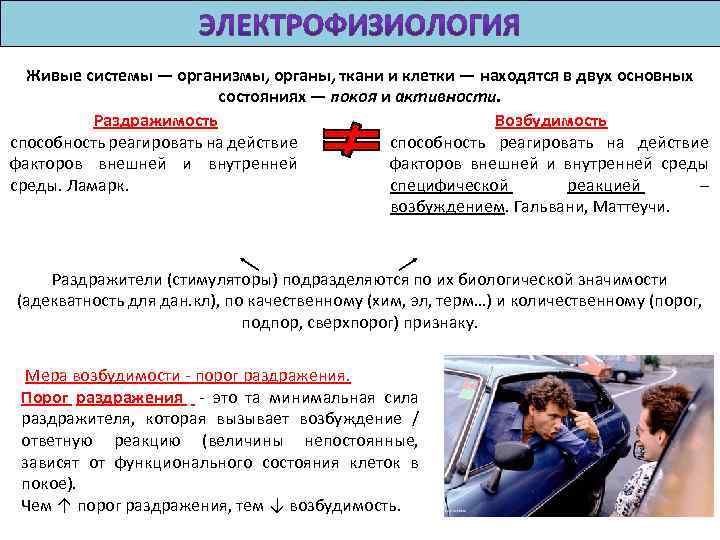 Живые системы — организмы, органы, ткани и клетки — находятся в двух основных состояниях