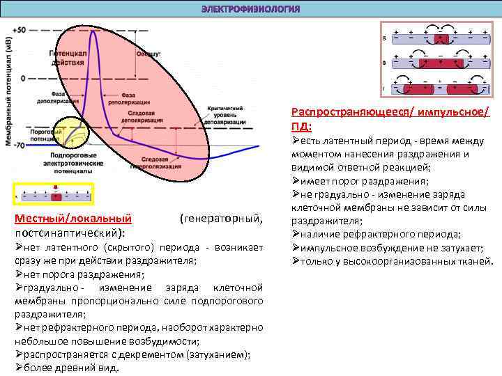 Распространяющееся/ импульсное/ ПД: Местный/локальный постсинаптический): (генераторный, Øнет латентного (скрытого) периода - возникает сразу же