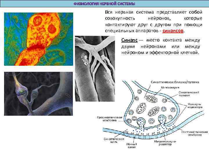 Bся нервная система представляет собой совокупность нейронов, которые контактируют друг с другом при помощи