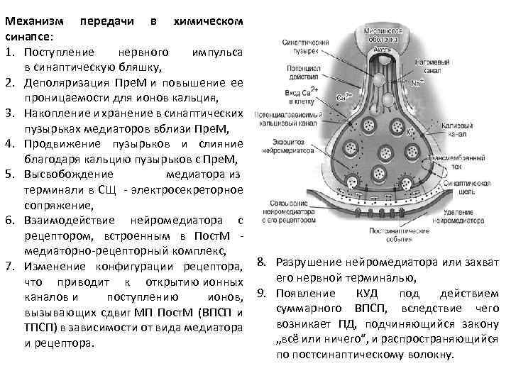 Механизм передачи в химическом синапсе: 1. Поступление нервного импульса в синаптическую бляшку, 2. Деполяризация