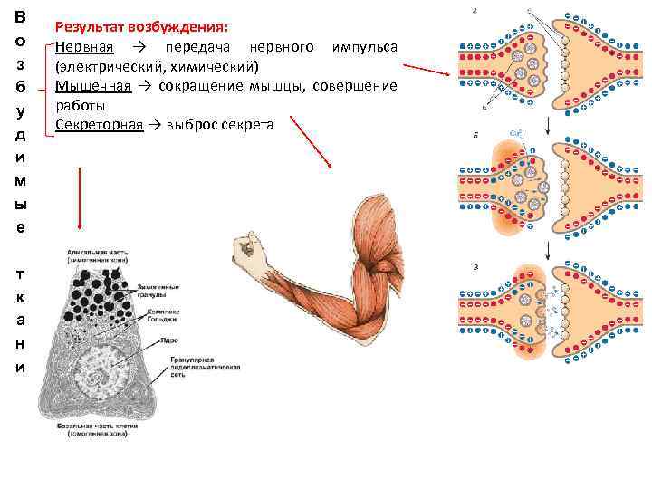 В о з б у д и м ы е т к а н