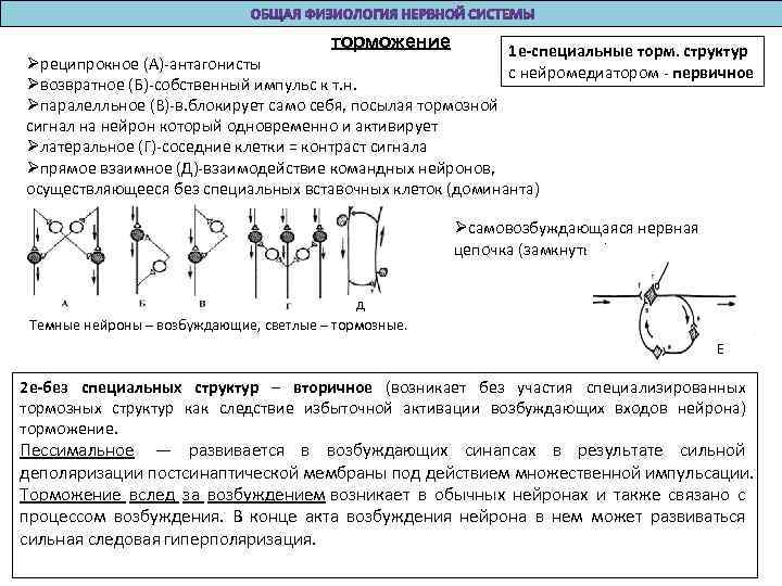 торможение 1 е-специальные торм. структур Øреципрокное (А)-антагонисты с нейромедиатором - первичное Øвозвратное (Б)-собственный импульс