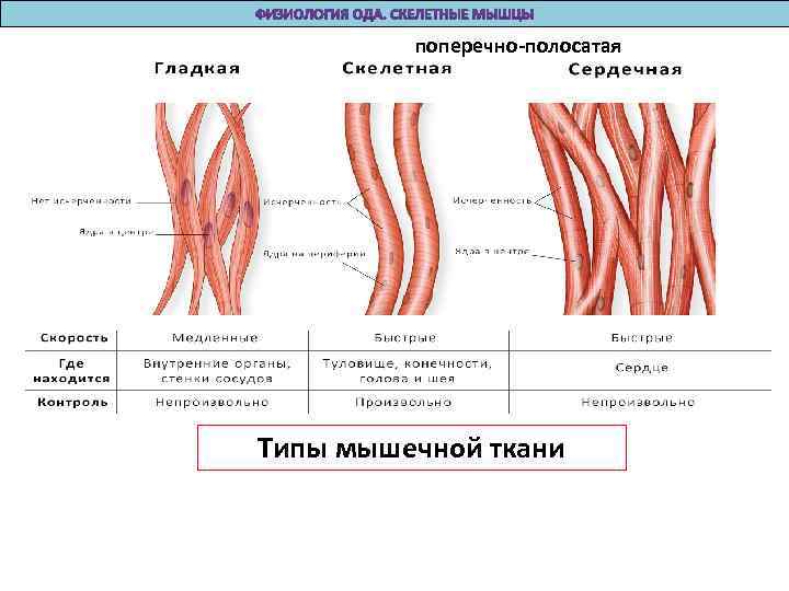 поперечно-полосатая Типы мышечной ткани 