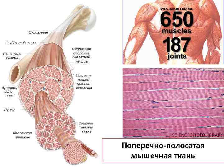Поперечно-полосатая мышечная ткань 