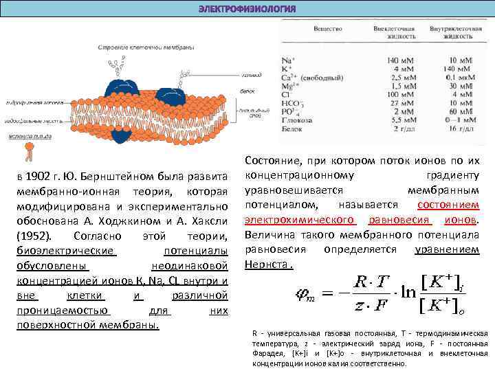 в 1902 г. Ю. Бернштейном была развита мембранно-ионная теория, которая модифицирована и экспериментально обоснована