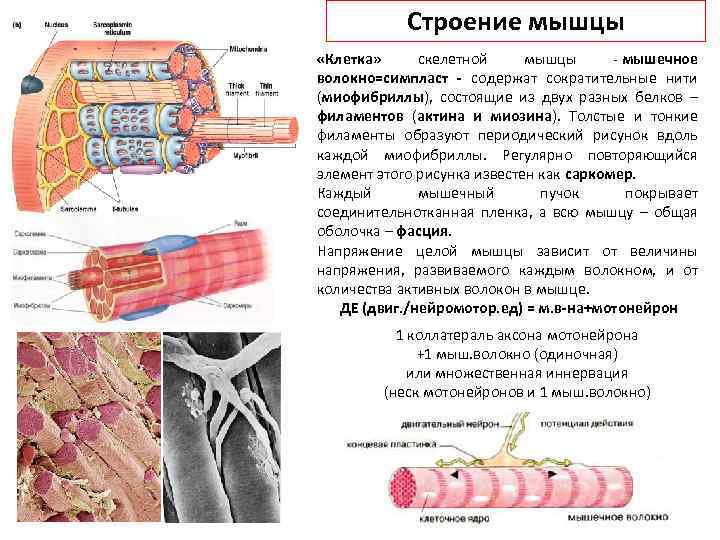 В состав какого органа входят мышечные клетки изображенные на рисунке