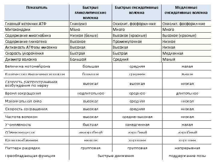 Показатель Главный источник АТФ Митохондрии Содержание миоглобина Содержание гликогена Активность АТФазы миозина Скорость укорочения
