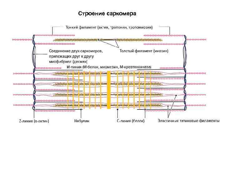Строение саркомера 