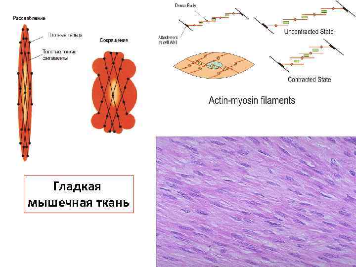 Какой клеточный органоид изображен на рисунке в клетках нервной или гладкой мышечной