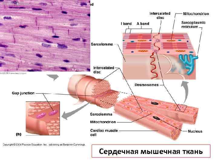 Сердечная мышечная ткань 
