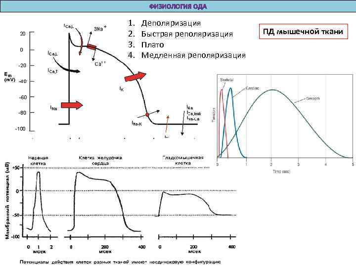 1. 2. 3. 4. Деполяризация Быстрая реполяризация Плато Медленная реполяризация ПД мышечной ткани 