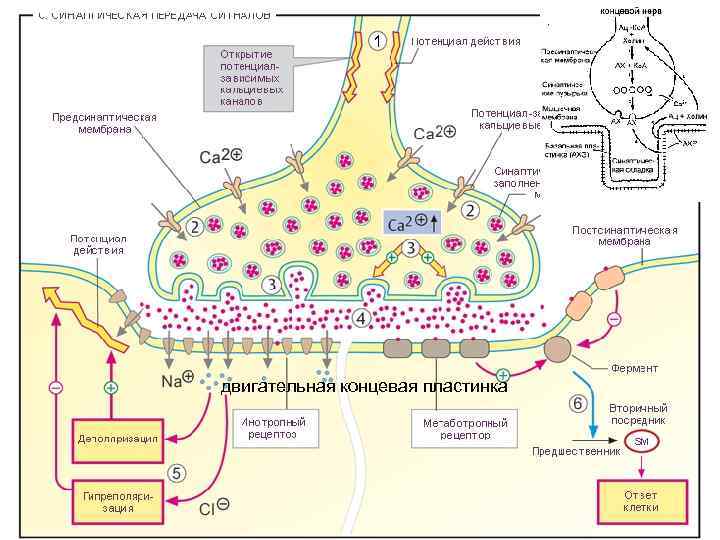 1 двигательная концевая пластинка 
