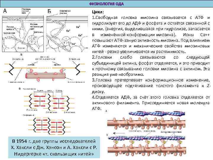 Сокращение актина и миозина. Соединение актина и миозина. Строение молекулы миозина. Актин миозин АТФ. Схема движения актина и миозина.