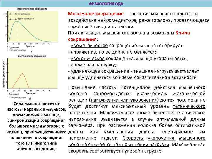 Мышечное сокращение — реакция мышечных клеток на воздействие нейромедиатора, реже гормона, проявляющаяся в уменьшении