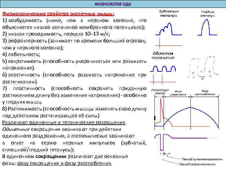 Физиологические свойства скелетных мышц: 1) возбудимость (ниже, чем в нервном волокне, что объясняется низкой