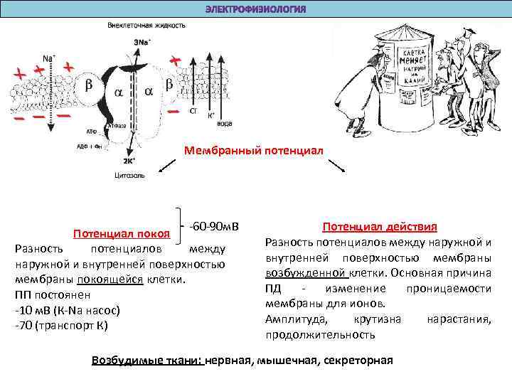 Мембранный потенциал -60 -90 м. В Потенциал покоя Разность потенциалов между наружной и внутренней