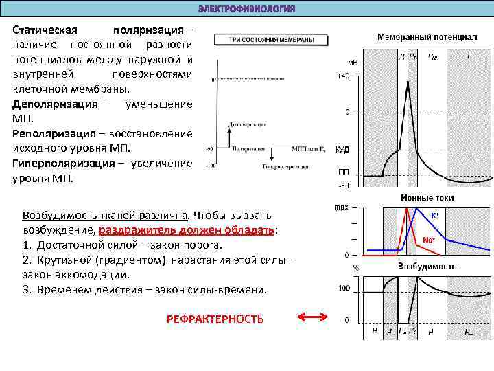 Статическая поляризация – наличие постоянной разности потенциалов между наружной и внутренней поверхностями клеточной мембраны.