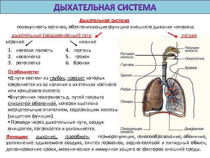 Дыхательная система совокупность органов, обеспечивающих функцию внешнего дыхания человека дыхательные (воздухоносные) пути легкие верхние