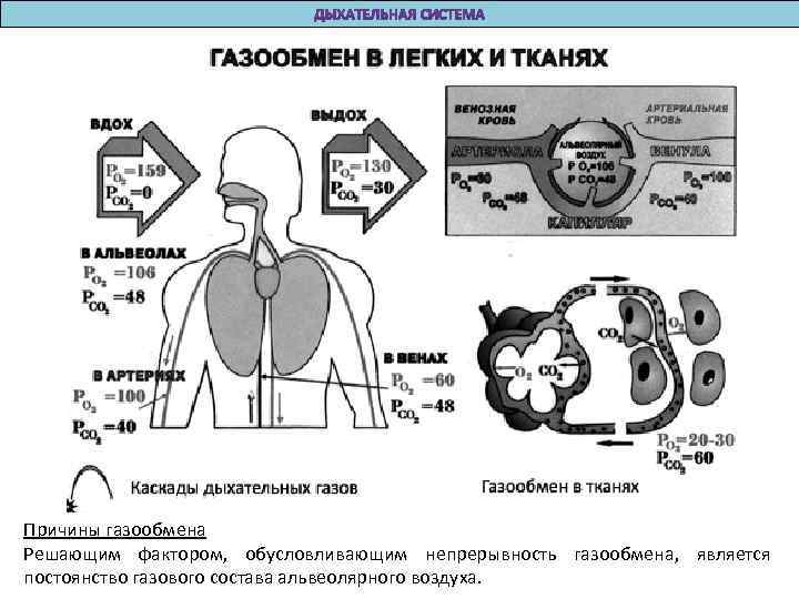 Причины газообмена Решающим фактором, обусловливающим непрерывность газообмена, является постоянство газового состава альвеолярного воздуха. 