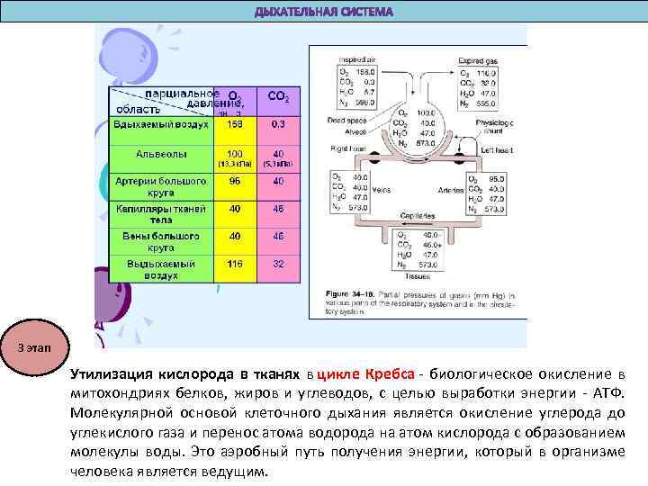 3 этап Утилизация кислорода в тканях в цикле Кребса - биологическое окисление в митохондриях