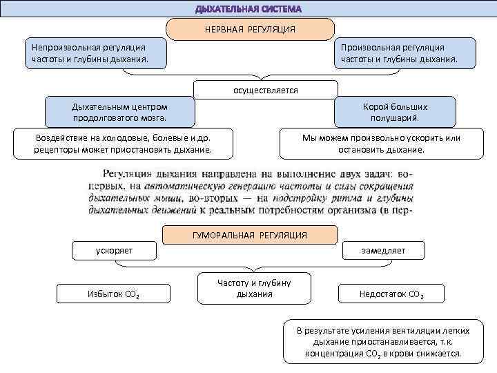 НЕРВНАЯ РЕГУЛЯЦИЯ Произвольная регуляция частоты и глубины дыхания. Непроизвольная регуляция частоты и глубины дыхания.