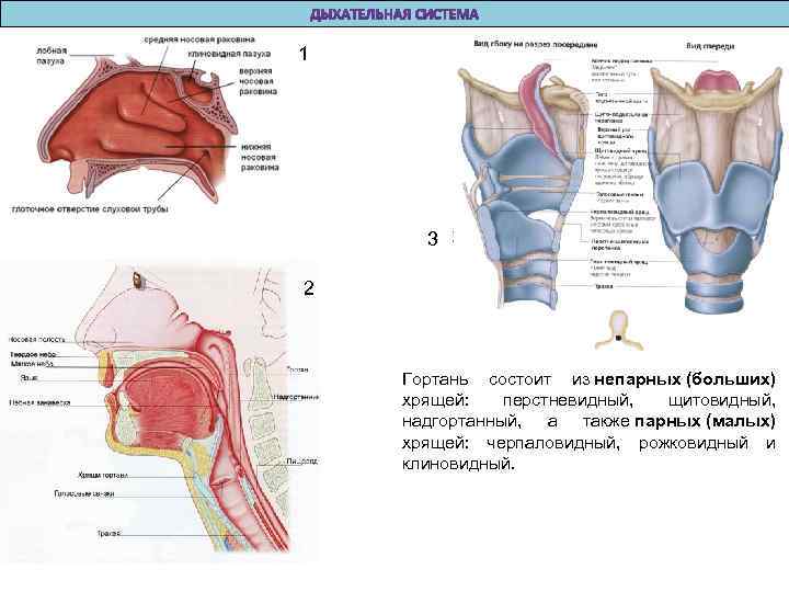 1 3 2 Гортань состоит из непарных (больших) хрящей: перстневидный, щитовидный, надгортанный, а также