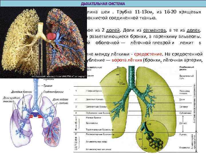 4. Длина трахеи – дых. горло = длина шеи . Трубка 11 -13 см,