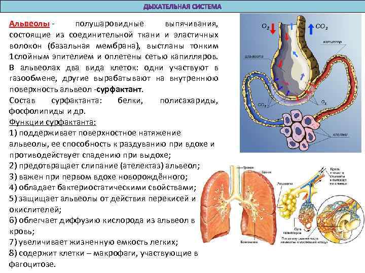 Альвеолы - полушаровидные выпячивания, состоящие из соединительной ткани и эластичных волокон (базальная мембрана), выстланы