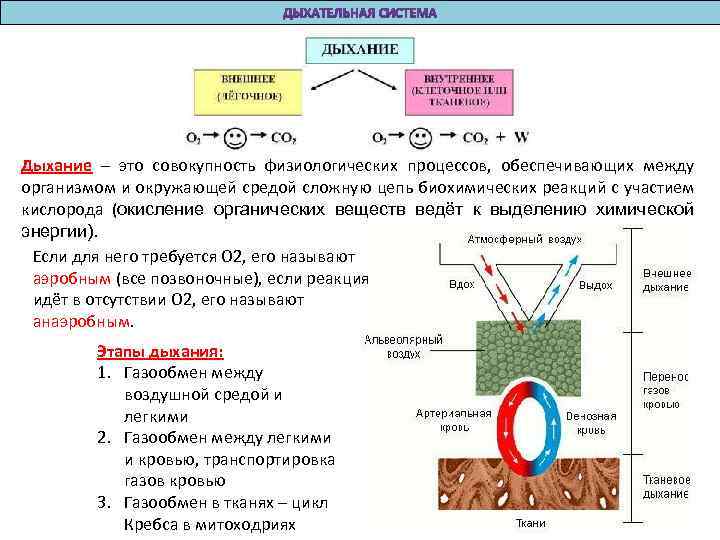 Дыхание – это совокупность физиологических процессов, обеспечивающих между организмом и окружающей средой сложную цепь