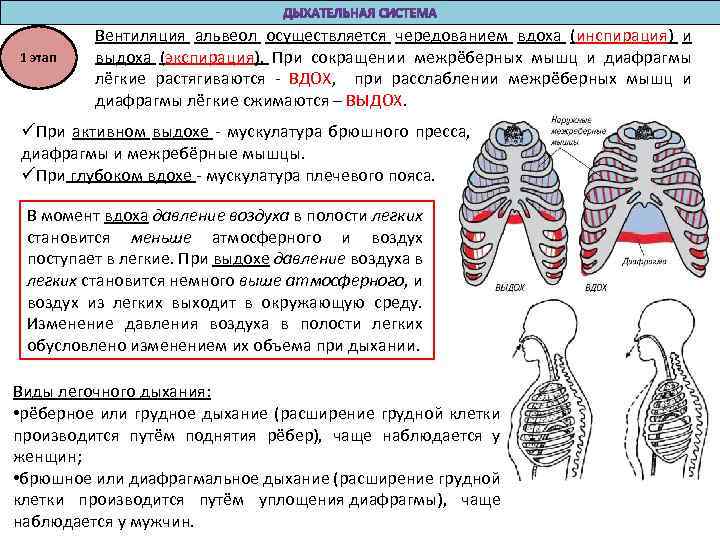 1 этап Вентиляция альвеол осуществляется чередованием вдоха (инспирация) и выдоха (экспирация). При сокращении межрёберных