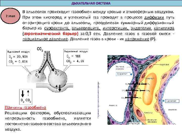 2 этап В альвеолах происходит газообмен между кровью и атмосферным воздухом. При этом кислород
