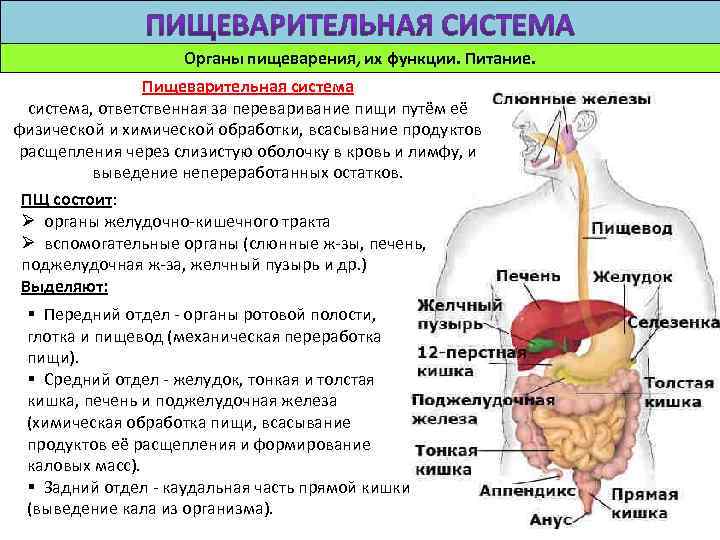 Органы пищеварения, их функции. Питание. Пищеварительная система, ответственная за переваривание пищи путём её физической