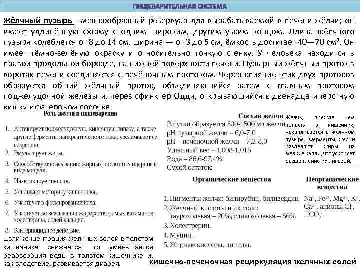 Жёлчный пузырь - мешкообразный резервуар для вырабатываемой в печени жёлчи; он имеет удлинённую форму
