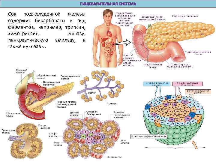 Сок поджелудочной железы содержит бикарбонаты и ряд ферментов, например, трипсин, химотрипсин, липазу, панкреатическую амилазу,