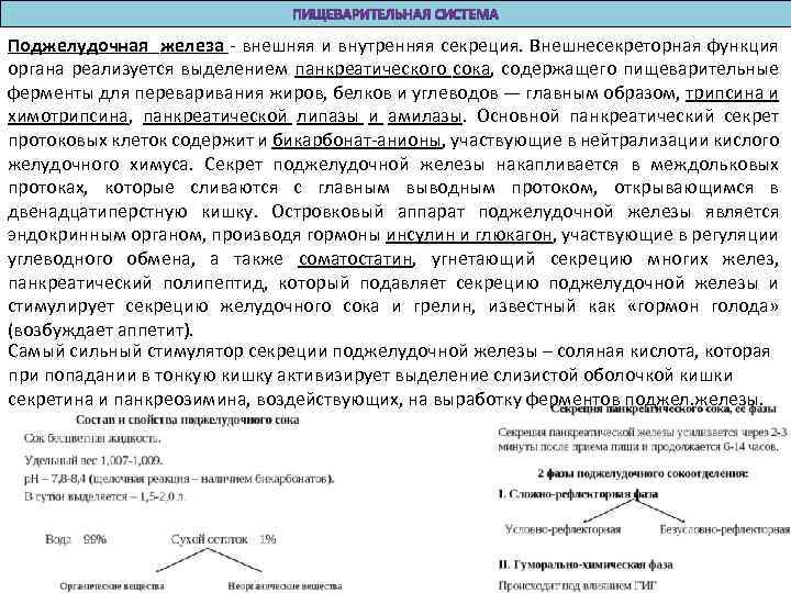 Поджелудочная железа - внешняя и внутренняя секреция. Внешнесекреторная функция органа реализуется выделением панкреатического сока,