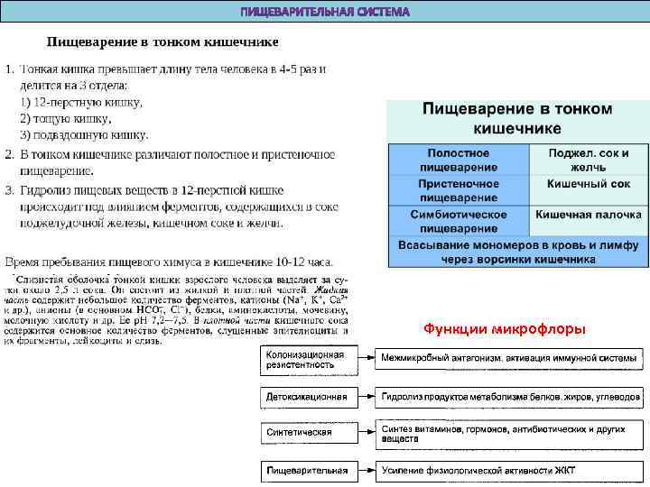 Функции микрофлоры 