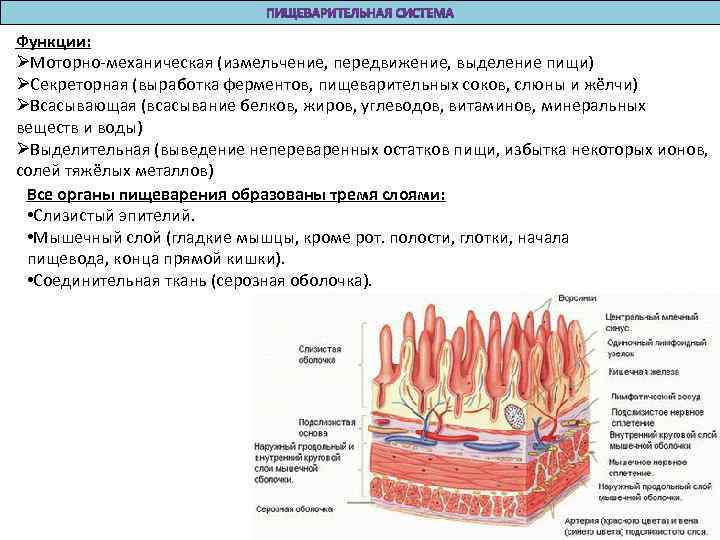 Функции: ØМоторно-механическая (измельчение, передвижение, выделение пищи) ØСекреторная (выработка ферментов, пищеварительных соков, слюны и жёлчи)