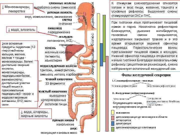 поджелудочная железа трипсин, химотрипсин, амилаза, липаза, карбонаты тонкий кишечник 22 фермента толстый кишечник выведение