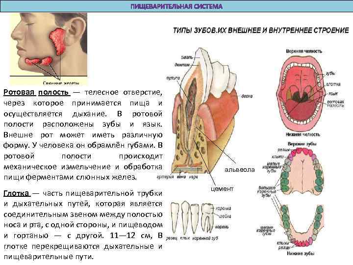 Какие функции ротовой полости. Орган строение функции пищеварение в ротовой полости. Строение ротовой полости ЕГЭ. Пищеварительная система строение зуба. Полость рта строение и функции.