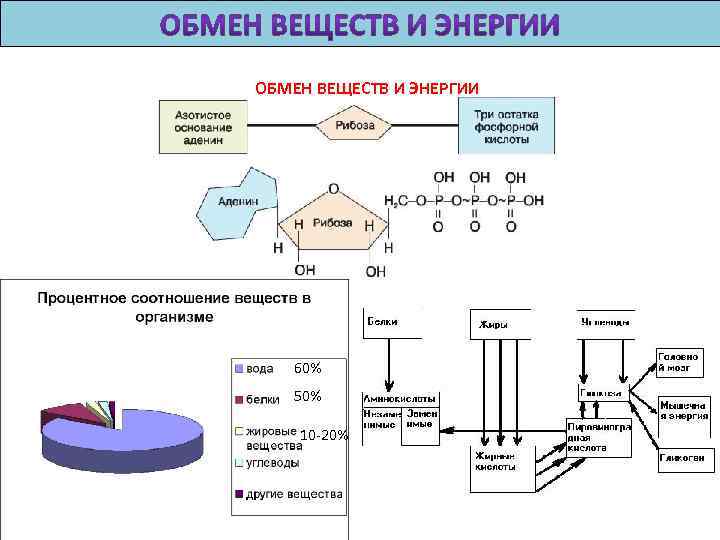 Обменная энергия. Пищеварение в процентном соотношении. Обмен веществ питание пищеварение презентация 8 класс. Схема гематопоэзиса в процентах.