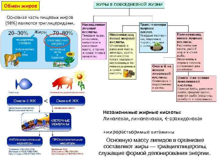 Обмен жиров Основная часть пищевых жиров (98%) являются триглицеридами. 20– 30% 70– 80% Незаменимые