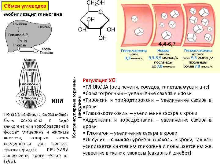 Обмен углеводов мобилизация гликогена ИЛИ Попав в печень, глюкоза может быть сохранена в виде