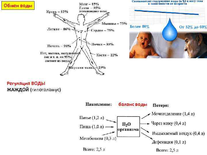Обмен воды Регуляция ВОДЫ ЖАЖДОЙ (гипоталамус) баланс воды 
