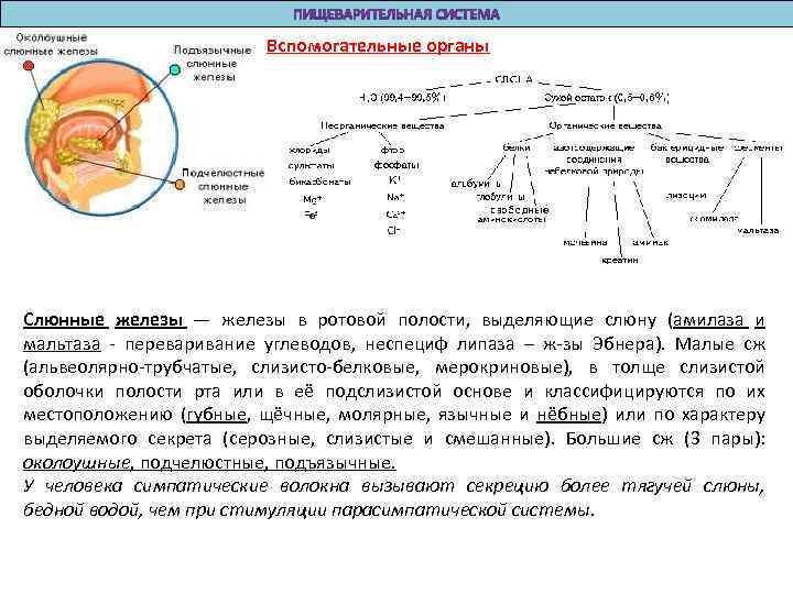 Вспомогательные органы Слюнные железы — железы в ротовой полости, выделяющие слюну (амилаза и мальтаза